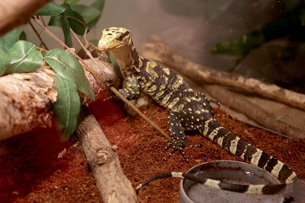 Foto - İlk gün 15 bin kişi ziyaret etti | Yok böyle sergi!