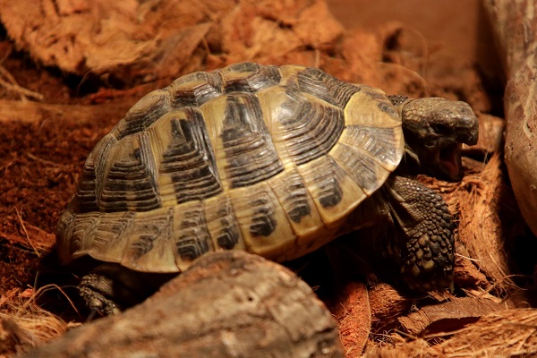 Foto - İlk gün 15 bin kişi ziyaret etti | Yok böyle sergi!