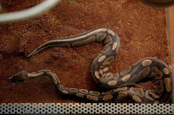 Foto - İlk gün 15 bin kişi ziyaret etti | Yok böyle sergi!