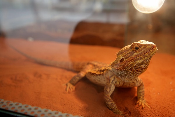Foto - İlk gün 15 bin kişi ziyaret etti | Yok böyle sergi!