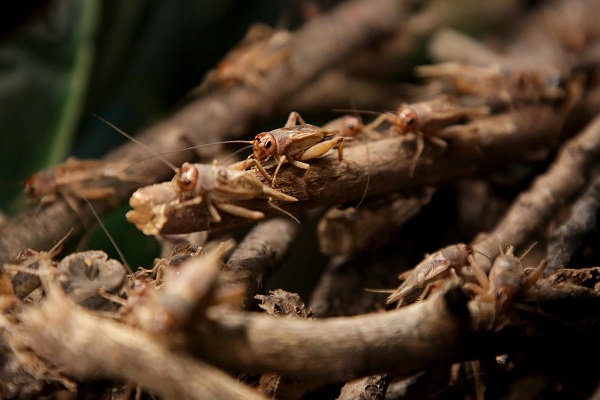 Foto - İlk gün 15 bin kişi ziyaret etti | Yok böyle sergi!