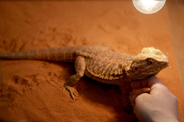 Foto - İlk gün 15 bin kişi ziyaret etti | Yok böyle sergi!