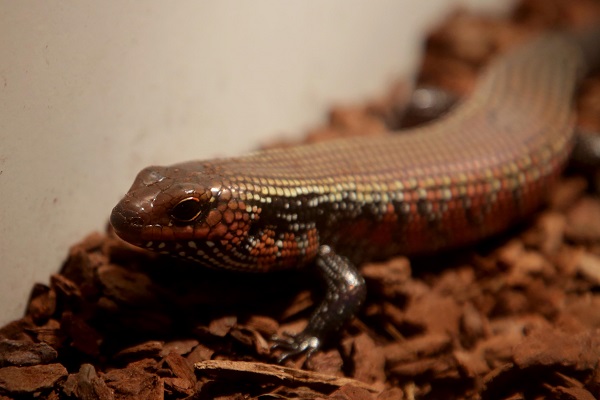 Foto - İlk gün 15 bin kişi ziyaret etti | Yok böyle sergi!