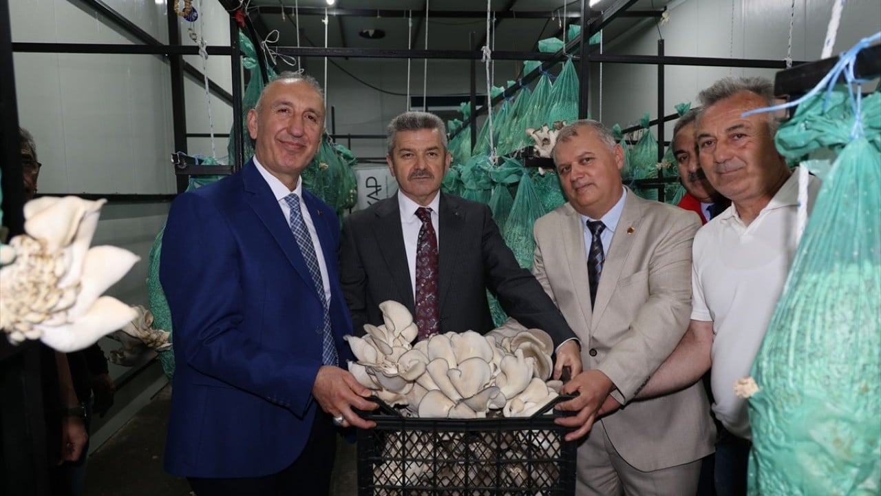 İlk hasadı yapıldı! Atıl tünelde istiridye mantarı yetiştirdiler