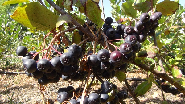 Foto - İlk hasat yapıldı! Kilosu 400 TL