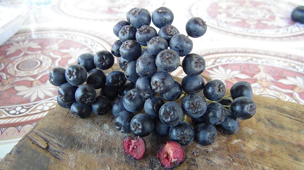 Foto - İlk hasat yapıldı! Kilosu 400 TL