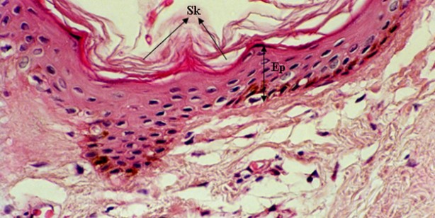 Foto - İlk keşif! Bilim insanları: Saçlardaki beyazlaşmayı tersine çevirme veya önlemeye dair araştırma umut verdi! 