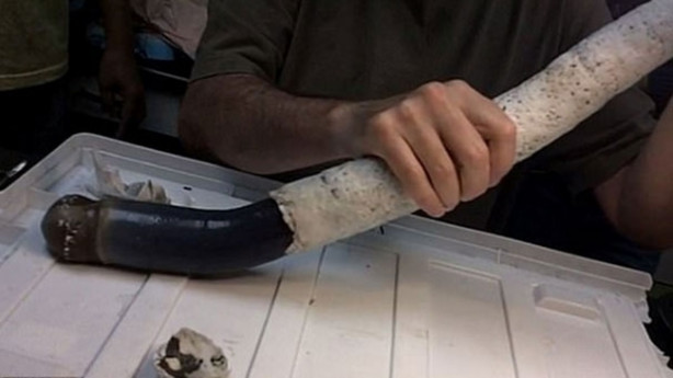  İlk kez canlı olarak yakalandı! İnanılmaz keşif!