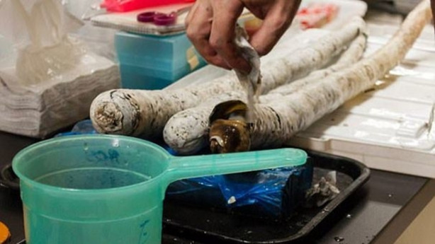 Foto - İlk kez canlı olarak yakalandı! İnanılmaz keşif!