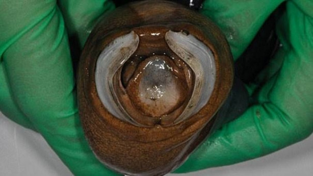 Foto - İlk kez canlı olarak yakalandı! İnanılmaz keşif!