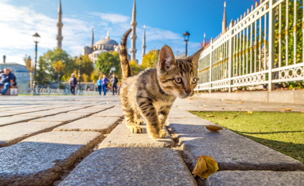 Foto - İlk kez duyacaksınız! Türkiye hakkında az bilinen bilgiler