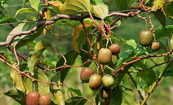Foto - İlk kez duyacaksınız! Yiyecekler hakkında ilginç bilgiler
