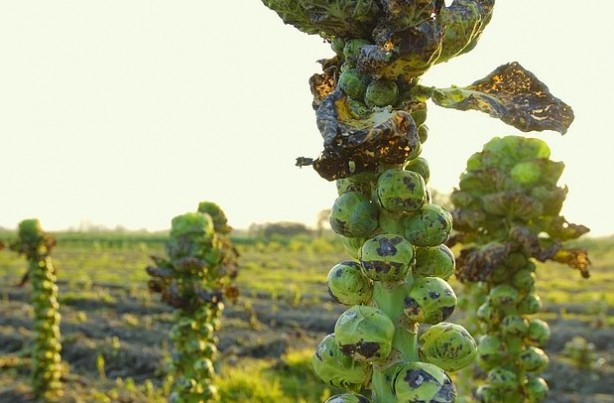 Foto - İlk kez duyacaksınız! Yiyecekler hakkında ilginç bilgiler