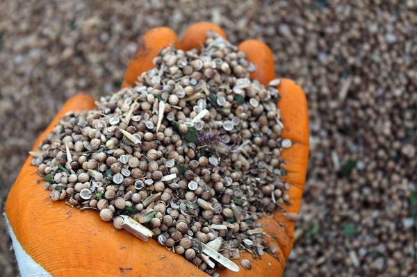 İlk kez ekildi 337 kilo ürün alındı