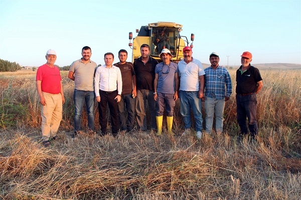 Foto - İlk kez ekildi 337 kilo ürün alındı