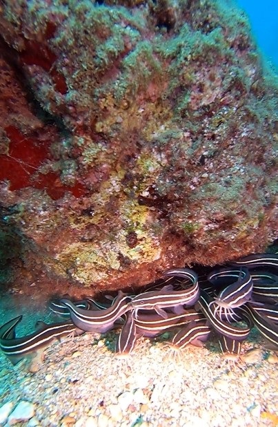 Foto - İlk kez görüntülendi! İşte zehirli çizgili kedi balığı