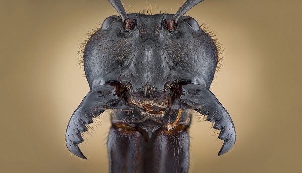 Foto - İlk kez görüntülendi! Karıncaların yüzünü daha önce gördünüz mü? 