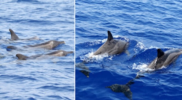 İlk kez görüntülendi! Türkiye sularında hiç görülmemişti