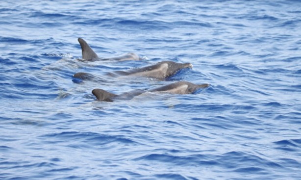 Foto - İlk kez görüntülendi! Türkiye sularında hiç görülmemişti