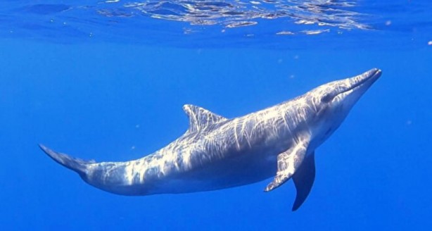 Foto - İlk kez görüntülendi! Türkiye sularında hiç görülmemişti