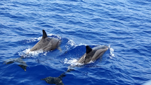 Foto - İlk kez görüntülendi! Türkiye sularında hiç görülmemişti