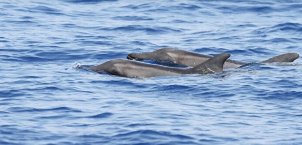 Foto - İlk kez görüntülendi! Türkiye sularında hiç görülmemişti
