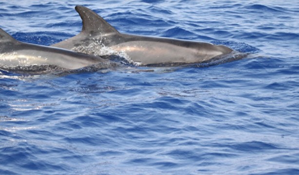 Foto - İlk kez görüntülendi! Türkiye sularında hiç görülmemişti