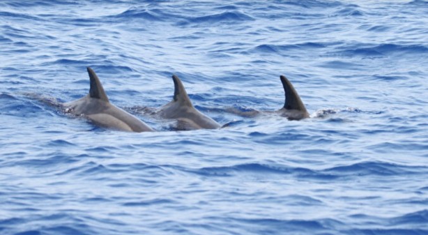 Foto - İlk kez görüntülendi! Türkiye sularında hiç görülmemişti