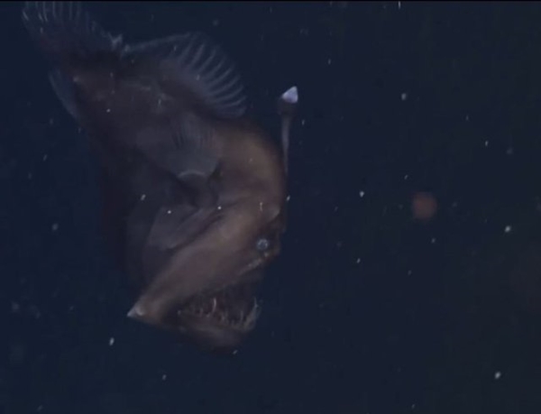 Foto - İlk kez kameralara yakalandı