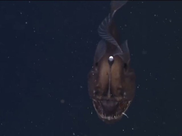 Foto - İlk kez kameralara yakalandı