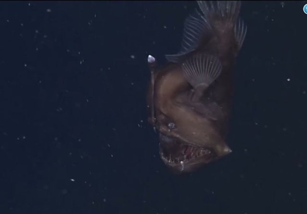 Foto - İlk kez kameralara yakalandı