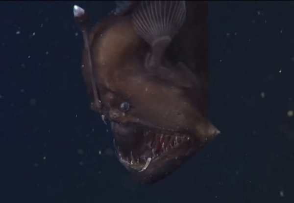 Foto - İlk kez kameralara yakalandı