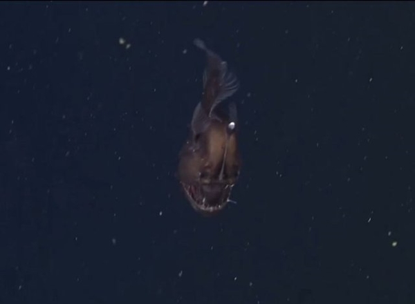 Foto - İlk kez kameralara yakalandı