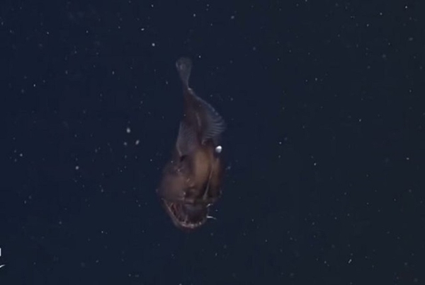 İlk kez kameralara yakalandı