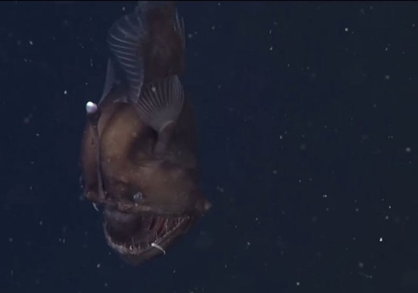 Foto - İlk kez kameralara yakalandı