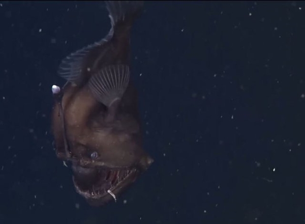 Foto - İlk kez kameralara yakalandı