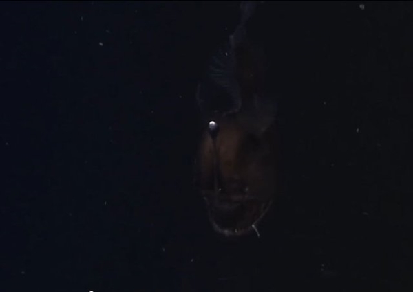 Foto - İlk kez kameralara yakalandı