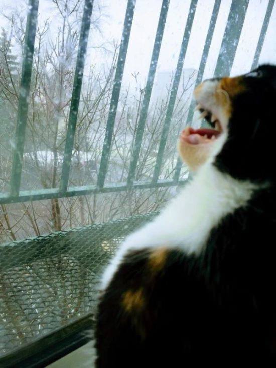 Foto - İlk kez kara basan sevimli hayvanlar