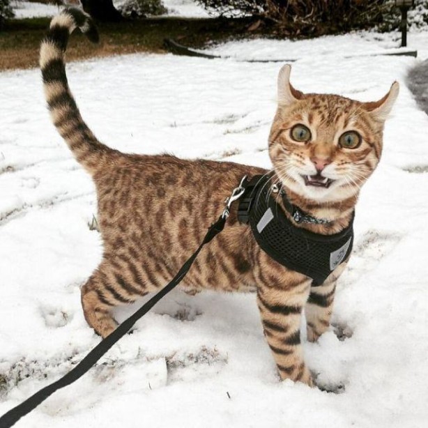 Foto - İlk kez kara basan sevimli hayvanlar