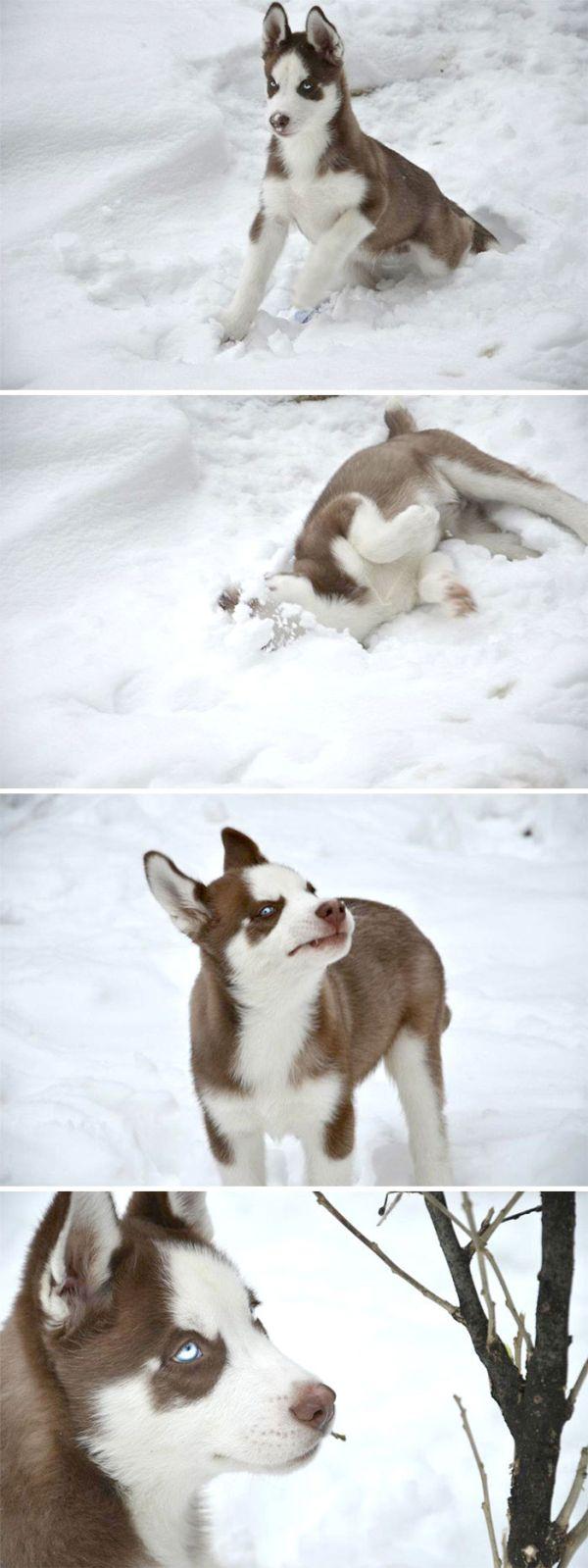 Foto - İlk kez kara basan sevimli hayvanlar
