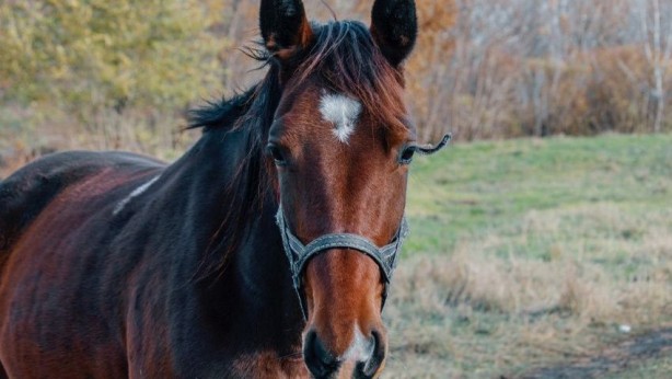 Foto - İlk ne gördün? Cevabın kişiliğinizin gizli yönleri ortaya çıkaracak