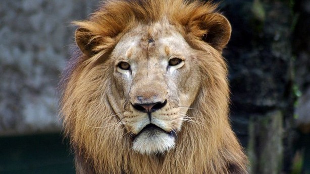 Foto - İlk ne gördün? Cevabın kişiliğinizin gizli yönleri ortaya çıkaracak