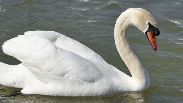 Foto - İlk ne gördün? Cevabın kişiliğinizin gizli yönleri ortaya çıkaracak