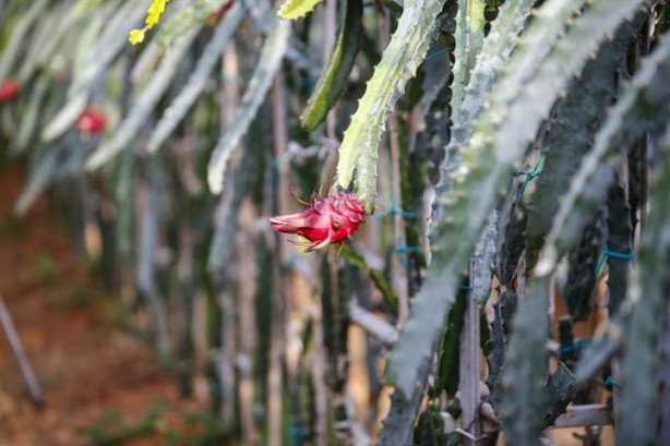 Foto - İlk tropikal meyvemiz 'ejder' tescillendi