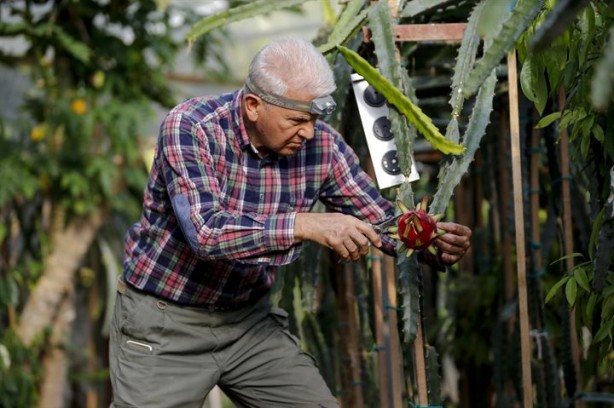 Foto - İlk tropikal meyvemiz 'ejder' tescillendi
