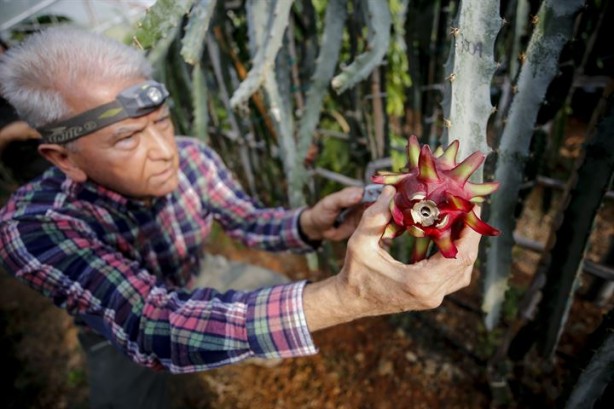 Foto - İlk tropikal meyvemiz 'ejder' tescillendi