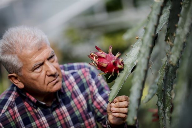 Foto - İlk tropikal meyvemiz 'ejder' tescillendi