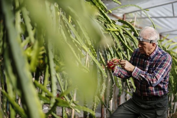Foto - İlk tropikal meyvemiz 'ejder' tescillendi