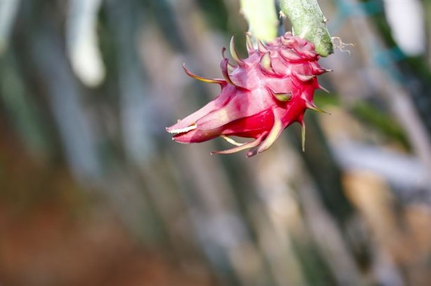 İlk tropikal meyvemiz 'ejder' tescillendi