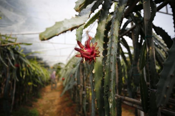 Foto - İlk tropikal meyvemiz 'ejder' tescillendi